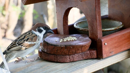 Can birds eat rice