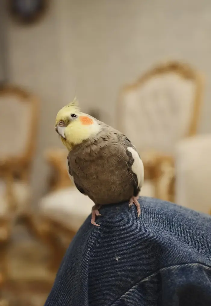 Price of a Cockatiel Bird