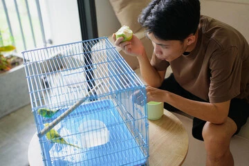 How Much Does a Budgie Bird Cost