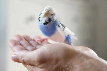 How Much Does a Budgie Bird Cost