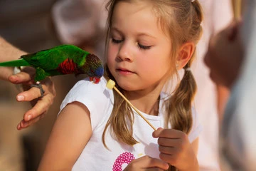 Parrot Age Span