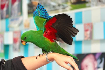 Parrot Age Span