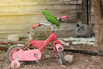 Parrot Age Span