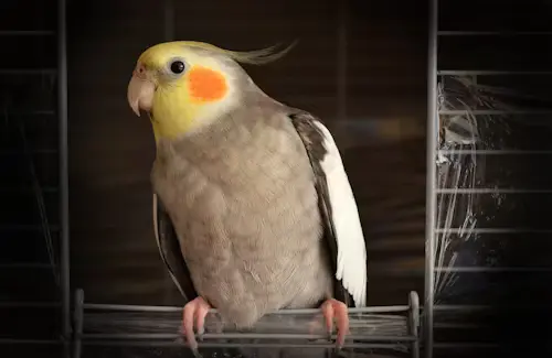 Price of a Cockatiel Bird