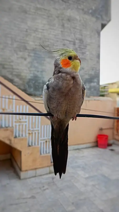 Price of a Cockatiel Bird