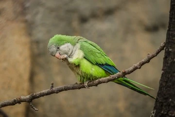 Quaker Parrot Colors