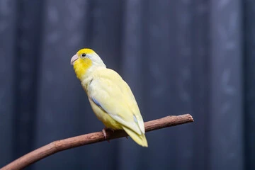 Quaker Parrot Colors