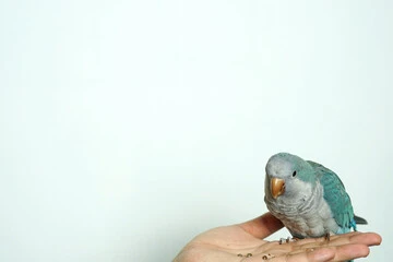 Quaker Parrot Colors