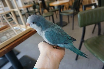 Quaker Parrot Colors