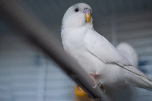 Rare Budgie Bird