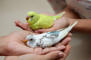 Rare Budgie Bird