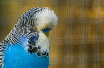 Rare Budgie Bird