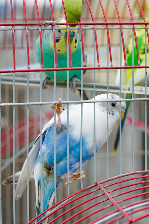 Rare Budgie Bird