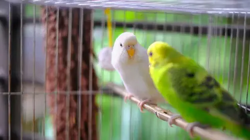 White Budgie Bird