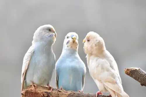 White Budgie Bird