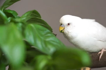 White Budgie Bird
