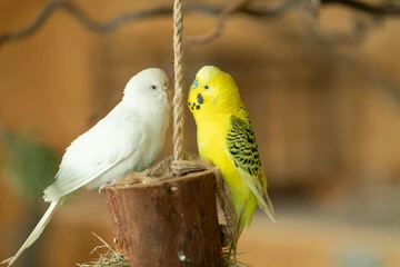 White Budgie Bird