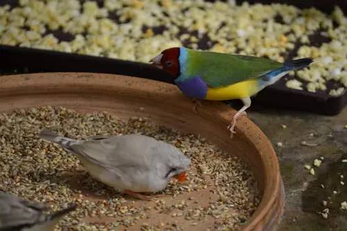 Will Birds Eat Chia Seeds