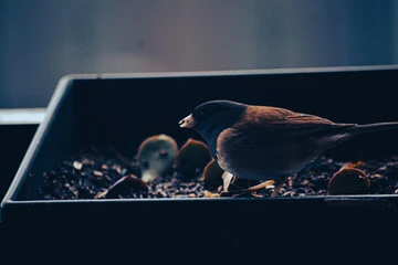 Will Birds Eat Chia Seeds