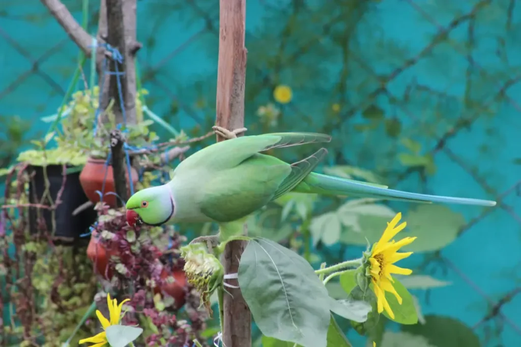 Will Birds Eat Grapes