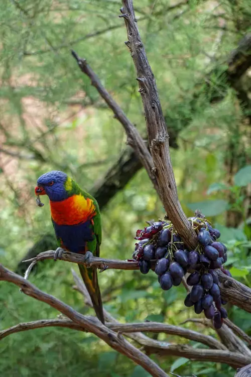 Will Birds Eat Grapes