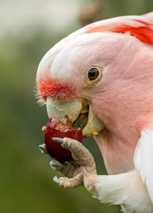 Will Birds Eat Grapes