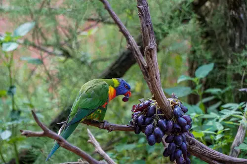 Will Birds Eat Grapes