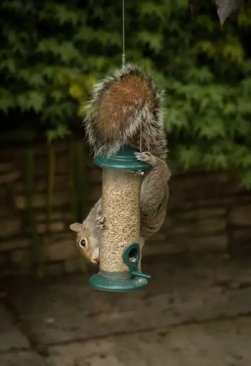 Will Squirrels Eat Birds