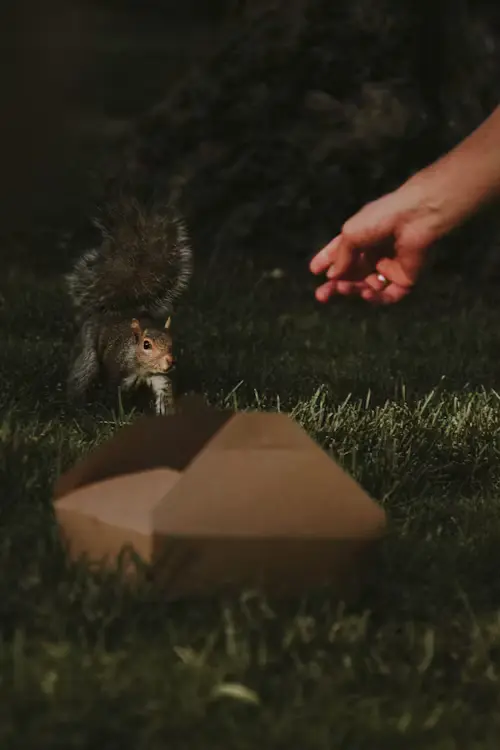 Will Squirrels Eat Birds