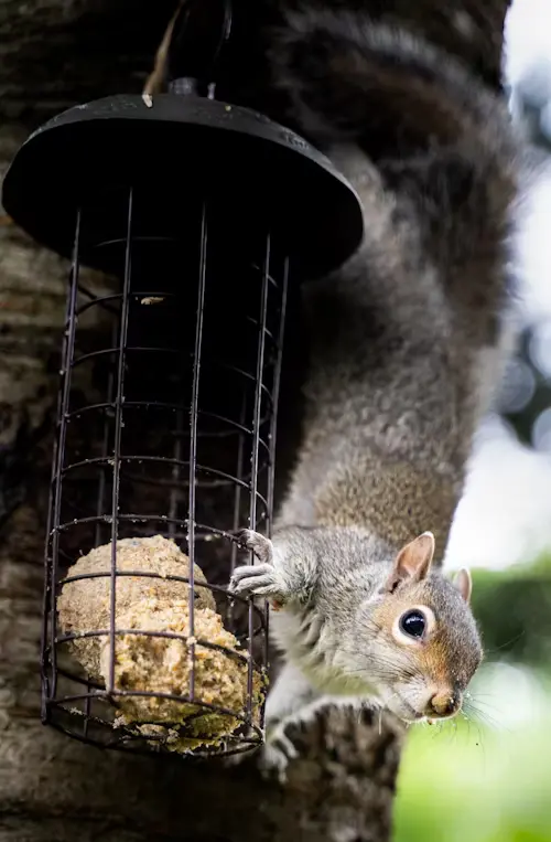 Will Squirrels Eat Birds