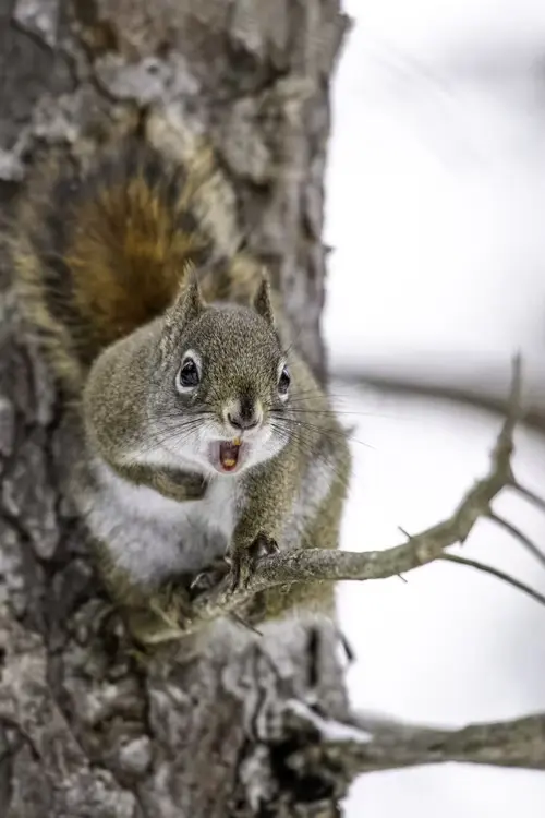 Will Squirrels Eat Birds