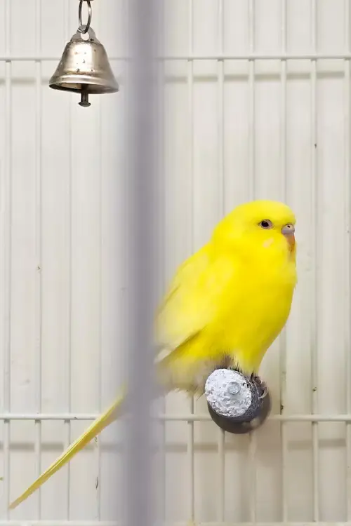 Yellow Budgie Bird