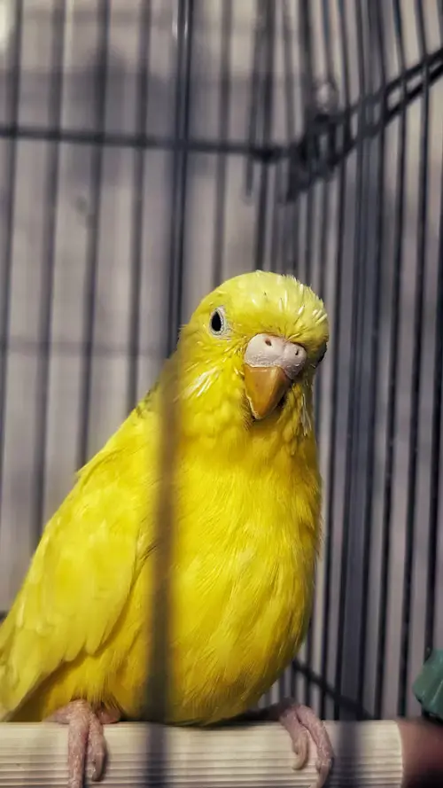 Yellow Budgie Bird