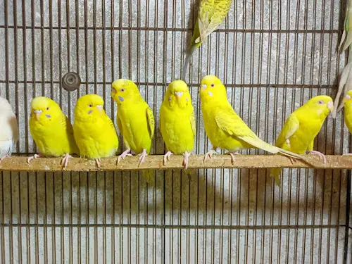 Yellow Budgie Bird