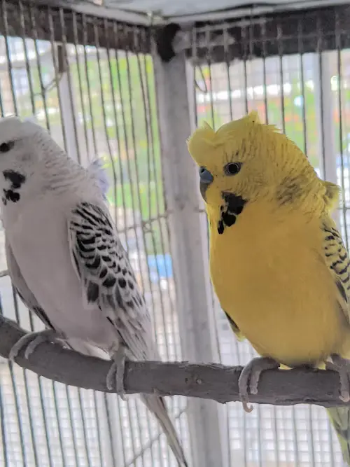 Yellow Budgie Bird
