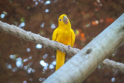 Yellow Quaker Parrot
