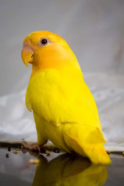 Yellow Quaker Parrot