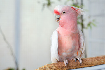 Average Life of a Parakeet