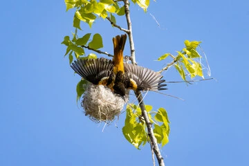 Baltimore Oriole Bird Nest