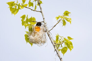 Baltimore Oriole Bird Nest
