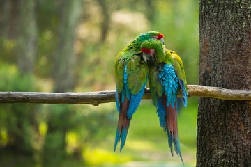 Bird Breeding