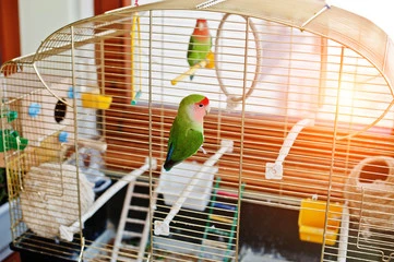 Bird Breeding Cages