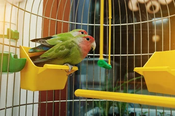 Bird Breeding Cages