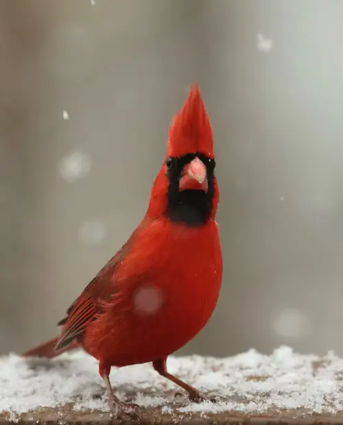 Bird With Red Head