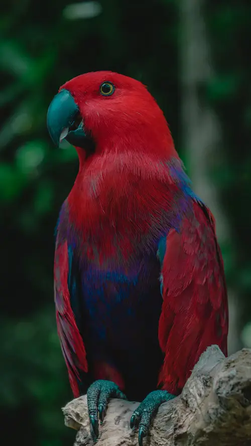 Bird With Red Head