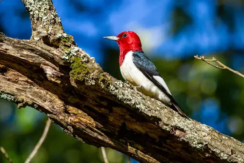 Bird With Red Head