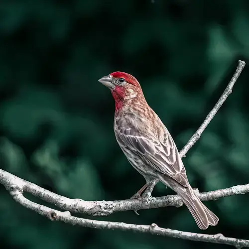 Bird With Red Head