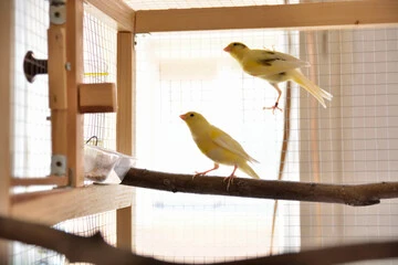 Birds Canaries Breeding