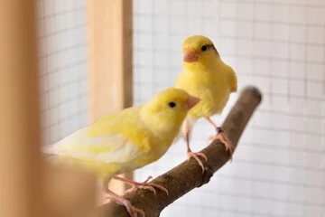 Birds Canaries Breeding