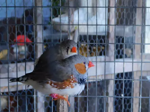 Birds Finches Breeding